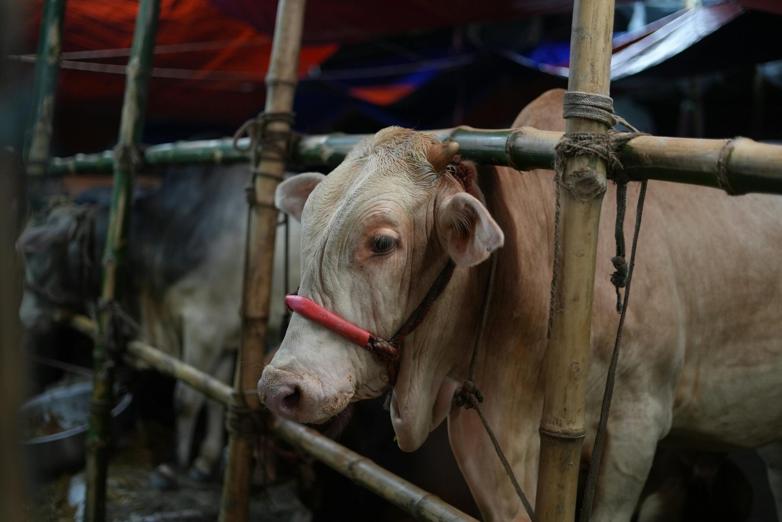Masjid Jogokariyan Pecahkan Rekor Kurban 2026: Ada Sapi Raksasa 1,1 Ton!