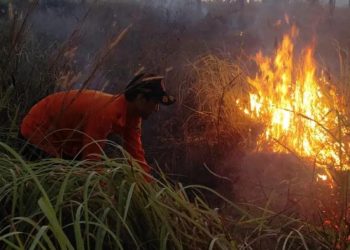 Pembakaran Sampah Diduga Jadi Pemicu Kebakaran Lahan Dua Hektare di Jombang Cilegon