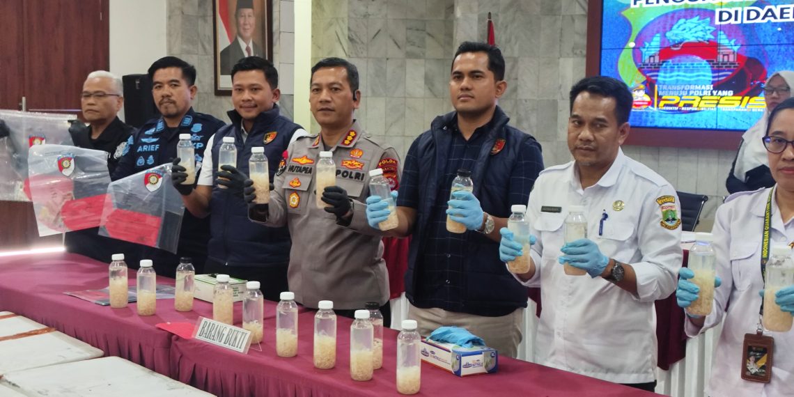 Polres Cilegon Gagalkan Penyelundupan 50 Ribu Benih Lobster, Dua Kurir Diamankan