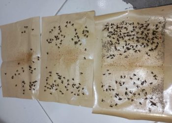 Warga Bagendung Resah, Lalat dan Bau Diduga Berasal dari Kandang Ayam